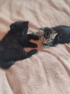 Котята, отдам хорошим людям 1
