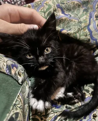 Котёнок отдаётся в дар 1