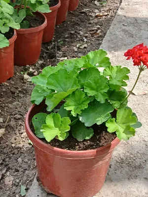 Geran, pelargoniya gullari 1