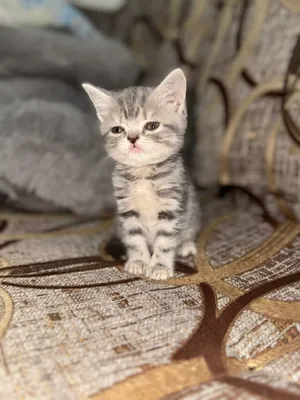 Скотиш страйт котята 1