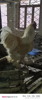 Продаются брама 1