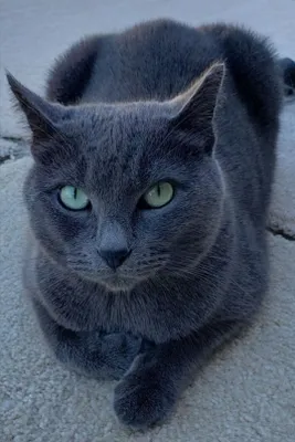 Продаётся котёнок 1