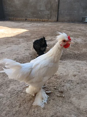 Chiroyli xoroz Chiroyli xoroz