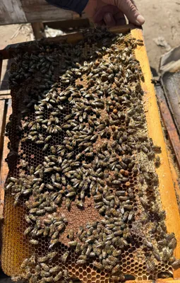 Asalari oilasi sotiladi 1