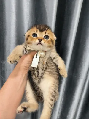 Шикарные котята от правильной вязки 1