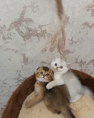 Продаются Котята Шиншилы 1