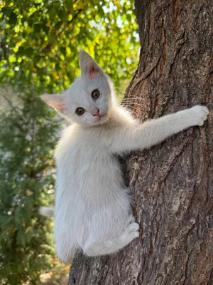 Котята бесплатно отдаются в надёжные руки 1