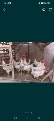 Проданы домашние петухи
