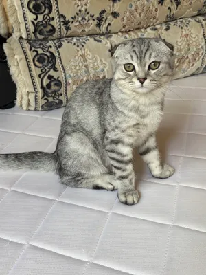 3ярим ойлик вислоухий Кот Мальчик Цена 100$ 1
