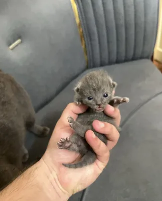 Продаются 3 котёнка 1