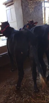 Продаётся гŭноjin с гарантией 1