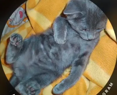 котенок 3 месяца мальчик 1