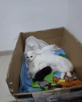 Продаются котята манчкин! 1