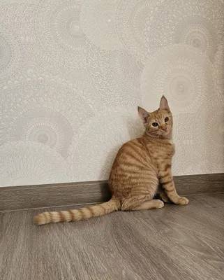 Yaxshi qo‘llarga mushukcha-o‘smir! 1