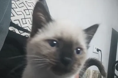 Сиамский котёнок, 2 месяца, самец 1