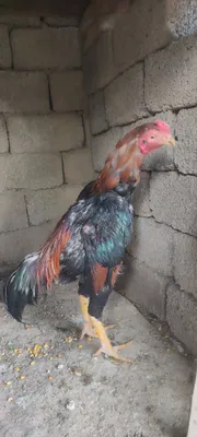 Dakan xoʻrozla sotiladi 1