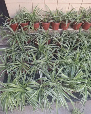 Gullar sotiladi 1
