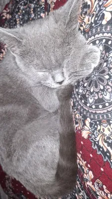Кот Марио 1