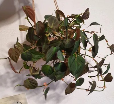 filodendron mikans 1