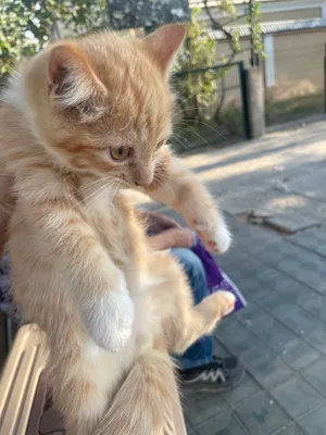 Котенок 1