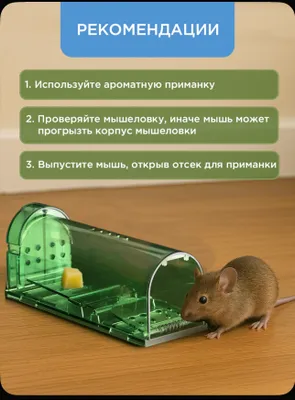 Insonparvar sichqon qopqoni 1