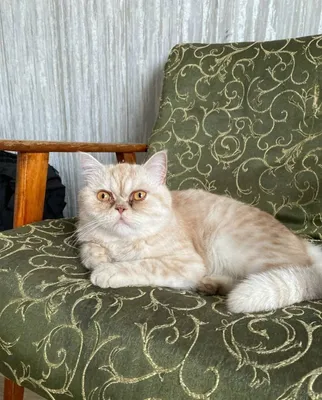 Ekzotik qisqa junli mushuk (ekzot), krem-marmar rangli
