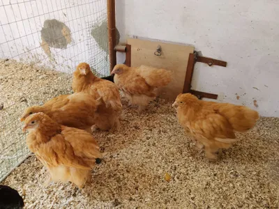 Продаются цыплята и яйца кур породы брама 2