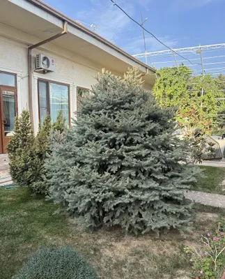 oq archa 2/20 atrofida 1