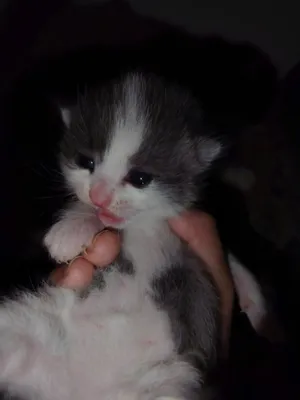 Продаётся очень красивый шотландский вислоухий котёнок 1