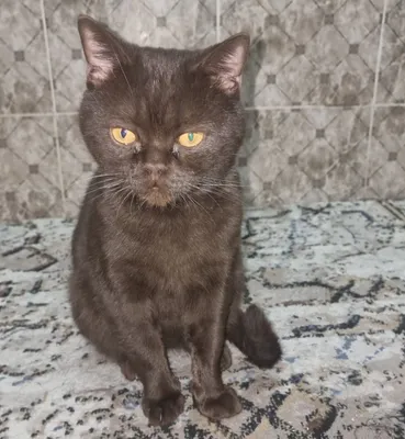 Кот 2