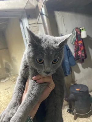 Mushuk kamming porno surat Erkaklarsiz yalangoch ayollar fotosuratlari