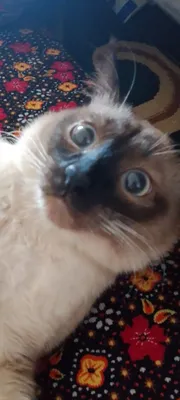 Смянская кошка..