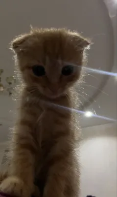 Котик вислоухая шотладская 1