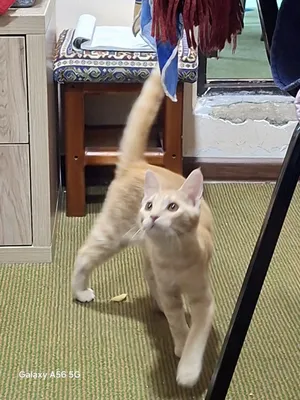 Котёнок бесплатно 1