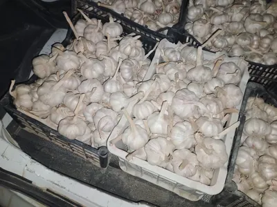 Продаётся качественный чеснок 1