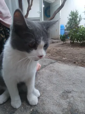 Британский кот, самец