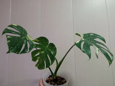 Tayland yulduz turkumi monstera sotaman