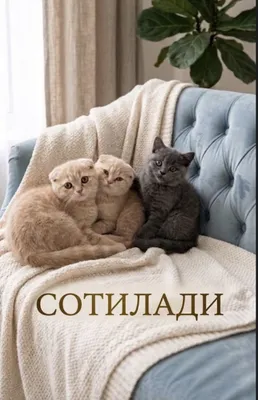 Mushuk ona va bolalari sotiladi 1