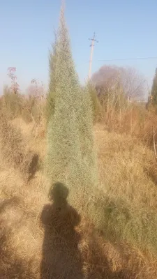 Продаются можжевельники 1