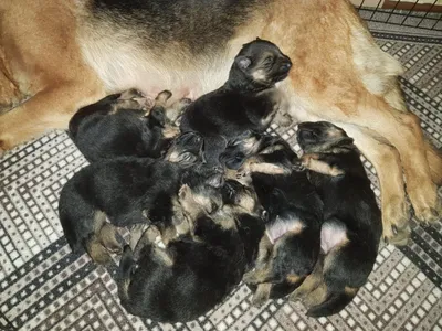 Продам чистокровных щенят овчарки 1