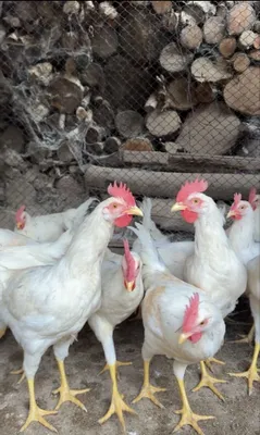 Ligorn xoʻrozla sotiladi 1