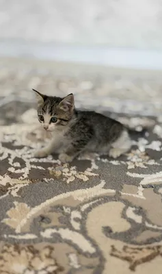 Котята в дар 1