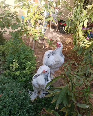 Продаётся петух и курица породы брама 1