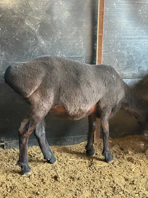 xisori qo'ylar sotiladi srochna 9