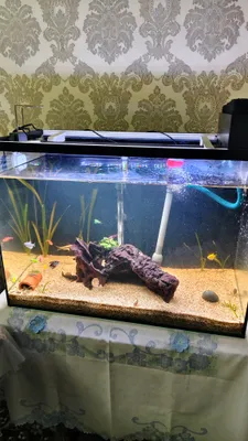 Akvarium 110L - baliqlari va aksesuarlari bilan 1