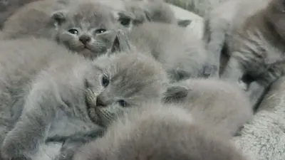 Продаются котята скоттиш-страйт и скоттиш-фолд, 1 месяц, очень милые 1