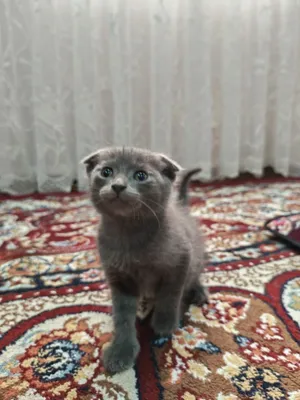 Котята Scottish fold 1