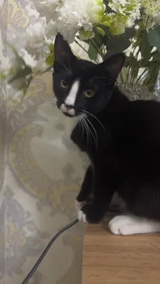 Отдам кота бесплатно