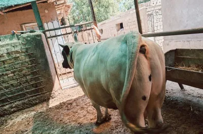 Продаётся бык 1