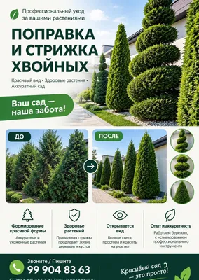 Archa va tuyalarga shakl berib kesish, ignabargli o‘simliklarni budash